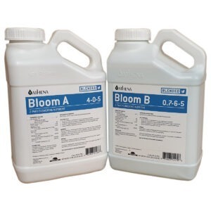 Athena Bloom A+B